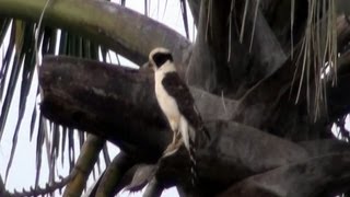 O ACAUÃ e seu CANTO TENEBROSO HERPETOTHERES CACHINNANS LAUGHING FALCON GAVIÃOCOVACAIU [upl. by Mcnamara]