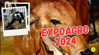 EXPOAGRO 2024  Manaus  AM [upl. by Nickles]