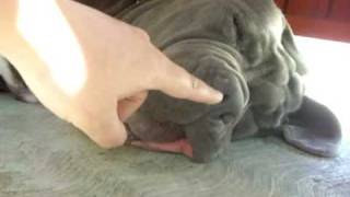 snoring neapolitan mastiff brego [upl. by Kimball]