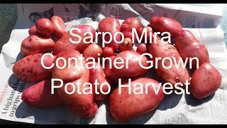 Allotment Diary  Sarpo Mira Container Pot Grown Potato Harvest [upl. by Yrreiht]