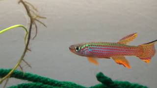 Meet the Fish  Aphyosemion Striatum Lambarene [upl. by Aitam260]