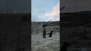 A retrieve for someone else’s dog this time labrador gundog shotgun [upl. by Helen251]