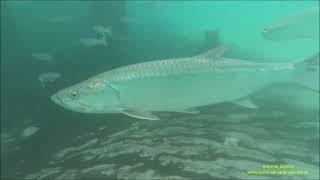 Tarpon Megalops atlanticus Florida USA by Antonio Silveira [upl. by Hayley]