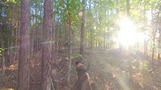 080424 Practice Track Line Discipline deerhunting deertrackingdog bloodtrailing UBT MBTA [upl. by Asir253]