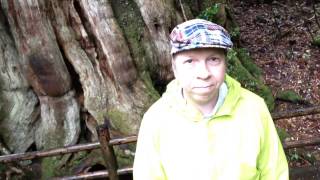 The 3000 years old Kigen Cedar Tree on Yakushima Island Japan [upl. by Sharpe]