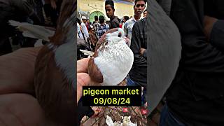 shahjahanpuri kabutar mandi 090824  pigeonmarket pigeon kabootar shortsfeed shorts [upl. by Bautram734]