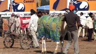 Kila Raipur Sports Festival Rural Olympics Bullock Cart Race [upl. by Inavoy]