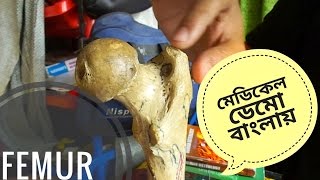 Femur। Anatomy of the Femur । Lower Limb । medical demo in bangla by Salman Mahi [upl. by Adamina]