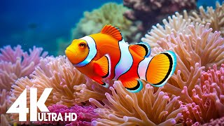 Aquarium 4k VIDEO ULTRA HD  Captivating Moments with Beautiful Coral Reef Fish  Relaxing music [upl. by Nairadal359]