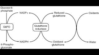 Glucose 6 Phosphate Dehydrogenase Deficiency G6PD [upl. by Initof58]