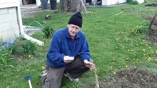 Planting Daikon Radishes Japanese Radish The Wisconsin Vegetable Gardener Straight To The Point [upl. by Rustin]