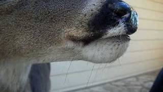 Baby deer crunching some dog food [upl. by Desmond]