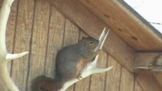 Squirrel gnaws on deer antlers [upl. by Hatnamas]