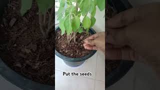 How to grow Tulasi plant from seeds trendingshorts garden home love trendingshortsviralvide [upl. by Arlie]