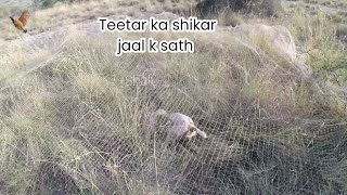 teetar ka shikar jaal k sath beautiful video pointer dog hunting [upl. by Chauncey602]