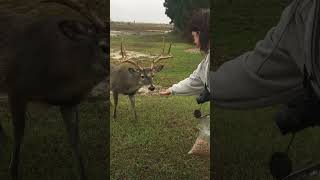 Feeding the deer in Texas [upl. by Artsa871]