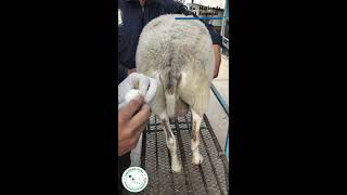 Toma de muestra para análisis coprológico Parásitos en heces fecales  Ex Hacienda El Zoquital 🐑 [upl. by Fawnia927]