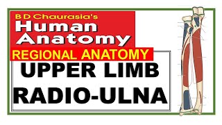 Chp2  RADIOULNA  Upper Limb Bones  RADIUS  ULNA  BD Chaurasia Anatomy  Dr Asif Lectures [upl. by Olsewski]