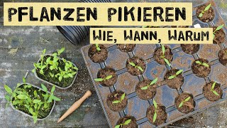 Wie und wann pikiert man Jungpflanzen Warum pikieren und nicht direkt in Töpfe säen [upl. by Airetnahs]