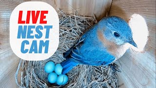 LIVE NEST CAM Eastern Bluebird Building Her Nest Almost Done [upl. by Illil375]