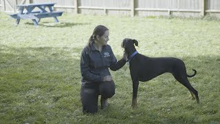 How To Approach a Dog  The Battersea Way [upl. by Yam839]