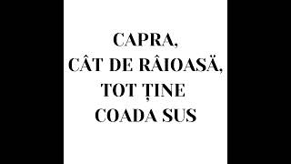 104 CampE  Capra cât de râioasă tot ține coada susCapra moare de râioasă și tot cu coada pe sus [upl. by Nuj326]