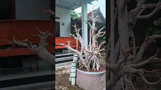 Bonsai Cantik Beringin Sambung Elegan Shorts [upl. by Ymaj]