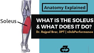 What Is The Soleus Muscle amp What Does It Do  Anatomy Explained [upl. by Herzig409]