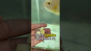 Feeding apple to my Oscar fish 🍎🍏 viralvideo shorts [upl. by Haletta]