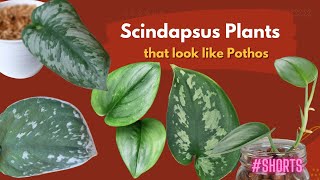 Scindapsus Plants that look like Pothos  SHORTS  MOODY BLOOMS [upl. by Starla]