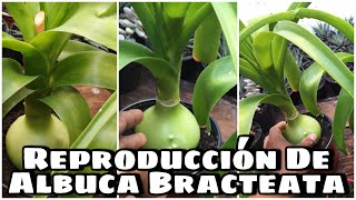 Albuca Bracteata Cebolla De La SuerteReproducción y cuidados [upl. by Ttehc]