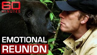 Man and gorillas unforgettable reunion after years apart  60 Minutes Australia [upl. by Ahsek]