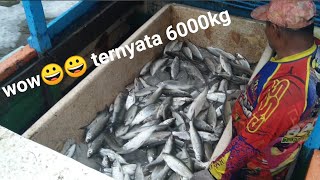 Harvest of milk fish natural sistem Panen ikan bandeng di tambak tradisional [upl. by Ahsiryt193]