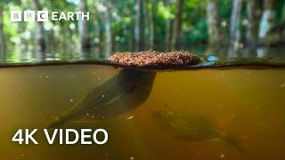 Fire Ants Build a Living Raft  A Perfect Planet  BBC Earth [upl. by Haela]