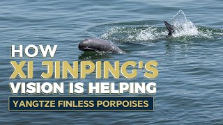 How President Xi Jinpings vision helps Yangtze finless porpoises [upl. by Niel41]