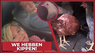 WE HEBBEN KIPPEN 🐔  2227 [upl. by Rebmyt]