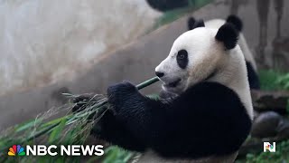 First look at new giant pandas at San Diego Zoo [upl. by Oicam]