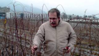 How to prune a black currant [upl. by Leiba709]