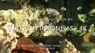 Natural sunlight for my Malawi cichlids  best colours  shot on iPhone 6s  4K [upl. by Anelej476]