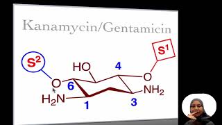 17241E Aminoglycosides [upl. by Aileduab]