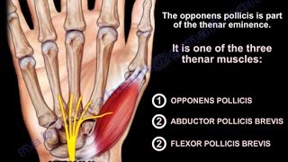 Anatomy Of The Opponens Pollicis  Everything You Need To Know  Dr Nabil Ebraheim [upl. by Aisnetroh998]