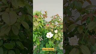 Best fertilizer for Growth in Rose plant [upl. by Pardew348]