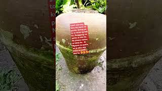 antik bangga or tenaha or jar simplelifeintheprovince youtubeshorts [upl. by Aliekahs]