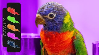 Rainbow Lorikeet The Best Pet Parrot [upl. by Haissi]