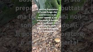 Il Porcino Esploratore porcini boletus mushroom funghi nature forest [upl. by Josephine]