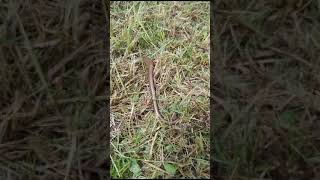 Huge slow worm [upl. by Anhsirk]