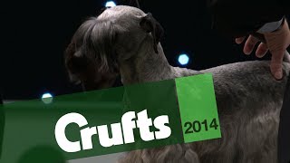 Group Judging  Terrier  Crufts 2014 [upl. by Serdna]