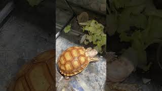 lafamila ourworld shortsviral turtle turtle sunday morning [upl. by Anitnatsnok]