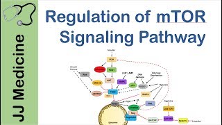 mTOR Signaling Pathway  Nutrient and Cell Stress Regulation [upl. by Iggie237]