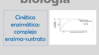 Cinética enzimática formación del complejo enzima  sustrato [upl. by Mag]